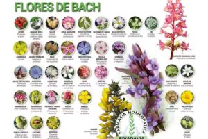 Flores de Bach Mdq