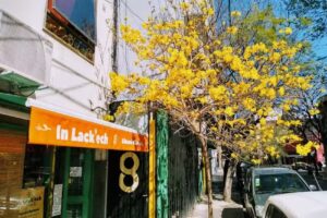 In Lack Ech (Almac&eacute;n Natural)